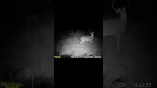 Trail Camera videos from 2025 #camera