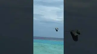 Gigantic Grey Heron Taking A Flight 😍💫🍃#animals #greyheron #birds #birdslover #uniqueshorts