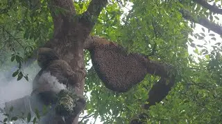 Hunting Wild Honey in the Deep Forest with My Family