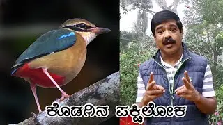 Kodagina Pakshiloka | Birds of Coorg | Episode 2 | Indian Pitta