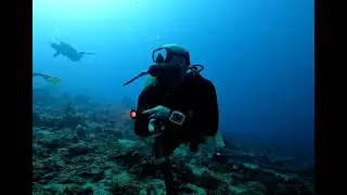Scuba Dive - A Taste of Tobago