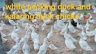 white pecking duck and kalaring duck chicks  video 15 days kalaring duck and 65 white pecking duck