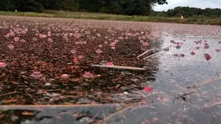 Cranberry Bogs and Clean Water