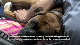 Vets backlogged, weary from COVID pet boom