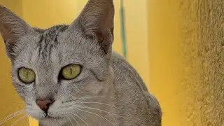 Meow meow .. where&rsquo;s my milk ?&iquest; it&rsquo;s a cute cat 😻