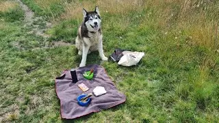 Never trust a Husky on a Picnic! Can't believe he did this!