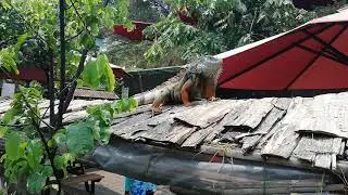Farm House Bandung: Iguana