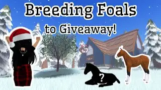 Breeding Foals to GIVEAWAY in Wild Horse Islands 🎁