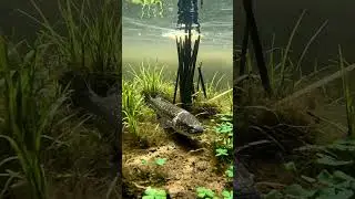 🐠 Countryside Fish Life SURPRISE! 🎣 You Won't Believe This! 😲 #fishing #countrylife
