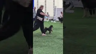 Международная выставка собак &laquo;Шоу Чемпионов&raquo;. Алматы. Казахстан. International Dog Show. June 2023