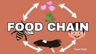 Food Chain and the Ecosystem Educational Video for Kids