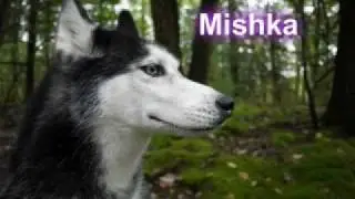 For Mishka, Moki and Laika