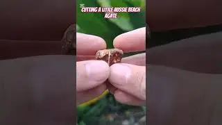 Cutting a Little Aussie Beach Agate #thefinders #agate #cuttingrocks