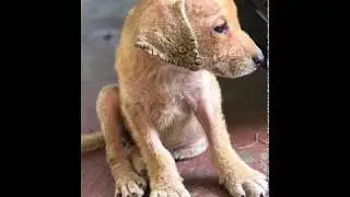 Puppy with severe mange's transformation!