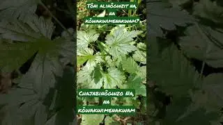 Как это выглядит? Этот крыжовник выглядит пугающе. Язык коренных народов абенаки 🌿#gooseberry