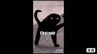 Miraculous ladybug as Tiktoks that's basically vines.