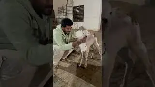 Please help and take care of voiceless animals. #saveanimals #protectanimals  #wildliferescue