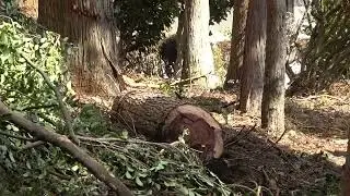 中段伐り