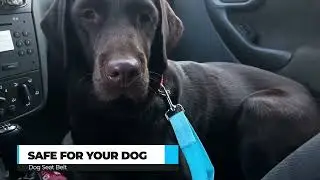 Ultra Pet Safety Seat Belts for Cars, Vans, Ideal Pet Restraint for Harnesses and Dog Cat Control