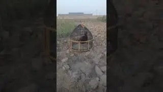 Titr Awaz | Titar Ki Awaz | Kala Tetar Ki Awaz | Black Teetar Voice | Teetar Sound | Teetar Ki Awaz