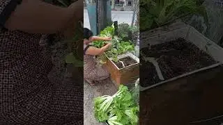 Thu hoạch cải siêu to khổng lồ