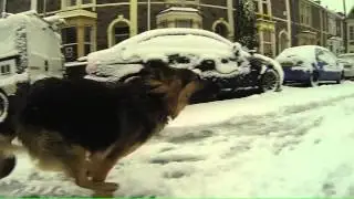 GoPro Hero 3- 120fps- Dog Running In Snow