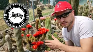 Fioritura e impollinazione dei miei cactus (piante grasse)