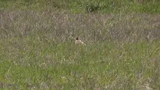 Oedicn&egrave;me criard (Burhinus o. oedicnemus) Eurasian Stone-curlew