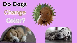 A Brief Genetics of Coat Color in Dogs