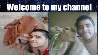 Introduction to channel || Gaumata Vlogs || Cow Glories