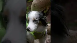 RC Pets : Luna Hi Vis Vest