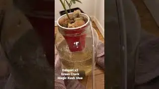 DWC Mason jar cannabis