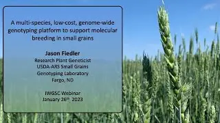 A multi species, low cost, genome wide genotyping platform for molecular breeding in small grains