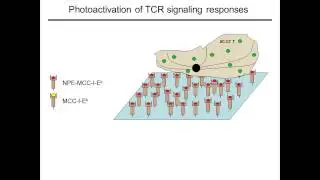 PKC dependent regulation of T cell polarity