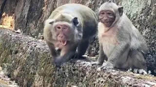 OMG!!! Look Face Popeye Angry, Sweet Pea Call Popeye Help Attack Another Monkey.