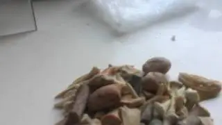 British fossil review : Fossil box