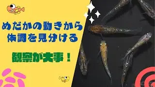 調子のいいめだか・悪いめだかの見分け方のポイント！泳ぎ方や餌の食いつき方をしっかりと観察しましょう☆
