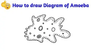 how to draw amoeba step by step | how to draw amoeba easy