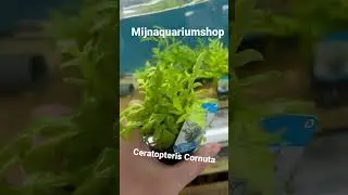 Ceratopteris Cornuta #aquarium #plants