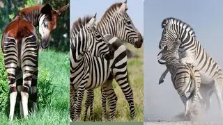 RHS Animals creats some zebras video to watch their life style.@BraveWilderness @BillieEilish