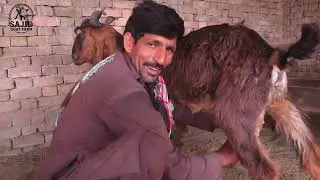 ddp dudh wali bakri for sale 25/10/2025