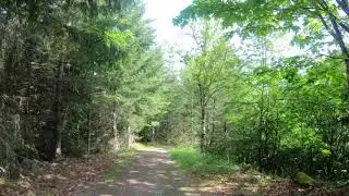 Alger Alp Forest Walk, Washington USA