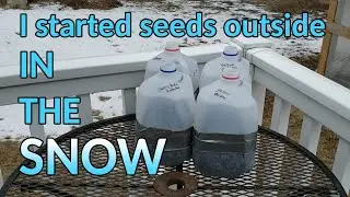 Winter Sowing in Zone 5 + the benefits of winter sowing!