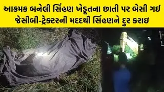 આક્રમક બનેલી સિંહણ ખેડૂતના છાતી પર બેસી ગઈ જેસીબી-ટ્રેક્ટરની મદદથી સિંહણને દુર કરાઇ Amreli Samachar