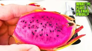 AX DRAGON FRUIT REVIEW / I Taste this AMAZING Dragon Fruit.