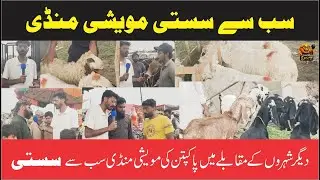 Sab Se Sasti Bakara Mandi - Pakpattan Shareef - Awaam Ki Soch