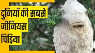 कुदरत की अनोखी क्रिएशन #healthybharatwithfarhat