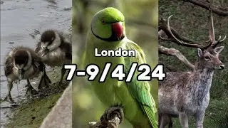 Birding in London, 7-9/4/24
