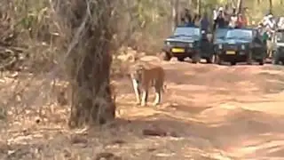 Tigers roar paralizes cameraman