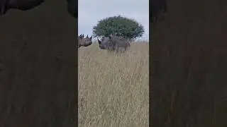 When the Beast Turns: Africa&rsquo;s Most Aggressive Black Rhino Locks Eyes with Us
